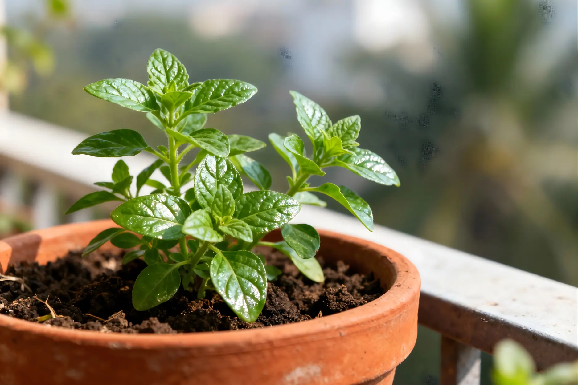 Tulsi (Holy Basil, तुलसी)