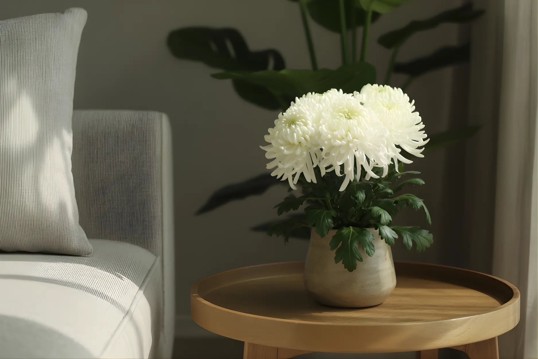 Chrysanthemum (गुलदाउदी) Plant