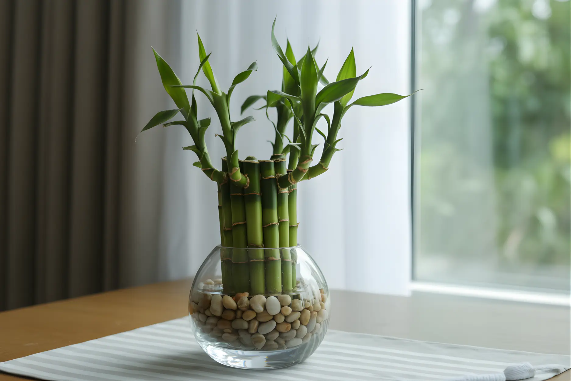 Lucky Bamboo (लकी बैम्बू)